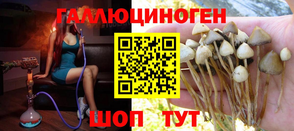 Кимры  Галлюциногенные грибы Psilocybe  Вход с VPN 